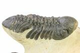 Two Detailed Reedops Trilobite - Atchana, Morocco #283913-7